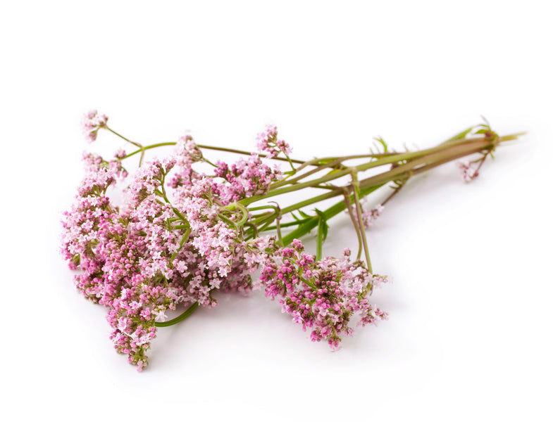 Valerian: An Herbal Alternative to Sleeping Aids and So Much More