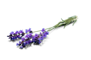 Lavender Health Benefits