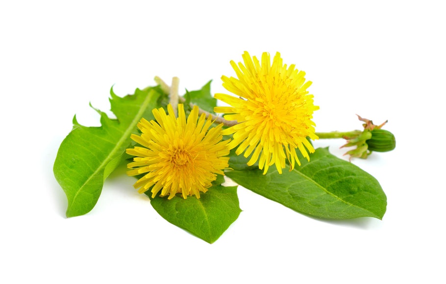 Dandelion: Uncommon Health Benefits of a Common Flower